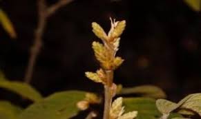 Image result for Monotes glaber