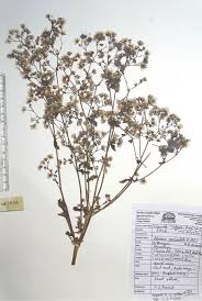 Image result for Blumea