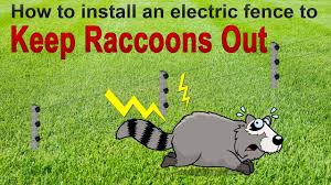 In this case, a raccoon is more likely to emerge the winner having driven its rival away from the yard while a skunk when retreating would emit a characteristic. How To Keep Raccoons Away From House Helpful Guide And Facts Family Life Share