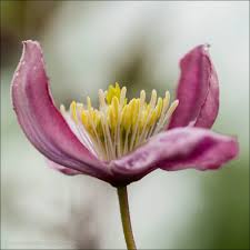 Clematis montana mayleen is a beautiful light pink flowered clematis variety which is a vigorous climber. Clematis Montana Mayleen Clematis Montana Mayleen Uploaded By Bigemrg