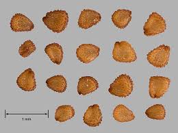 Image result for Cerastium glomeratum