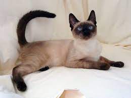 1 sejarah asal mula kucing himalaya. Moko Neko Serupa Tapi Tak Sama Bagian 1