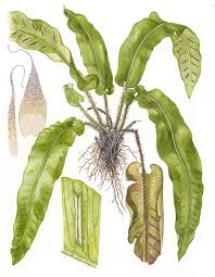 Image result for Asplenium pumilum