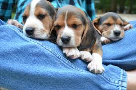 Lancaster puppies advertises puppies for sale in pa, as well as ohio, indiana, new york and other states. Sunshine Beagle Puppies Sunshine Acres Beagle Puppies