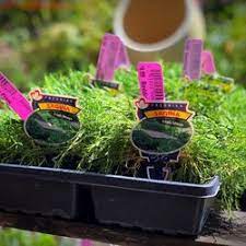 While your green thumb develops, you'll be able to easily start to think of your nearby garden items provider with similar trust felt for. Best Garden Centers Near Me July 2021 Find Nearby Garden Centers Reviews Yelp