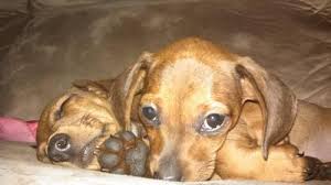 As puppies, doxies are eager for affection. Dachshund For Sale Tennessee Page 2