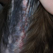 Image result for Feline Miliary Dermatitis