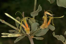 Image result for Erianthemum