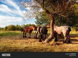 'the belgian draft horse' by barnsis. Belgian Draft Horses Image Photo Free Trial Bigstock