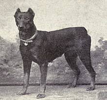 Dobermann Wikipedia