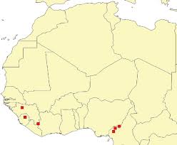 Image result for Pycreus niger