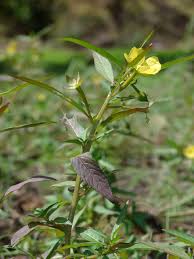 Image result for Ludwigia octovalvis