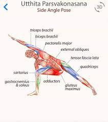 Pin By Petra Breurken On Yoga Journal Yoga Anatomy Yoga Muscles Yoga Lessons