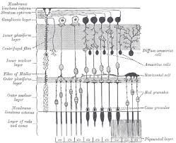 How Long Does A Single Action Potential Last In A Neuron That Has Been  Depolarised To Threshold? - Quora