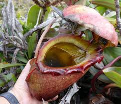 These hairs have to be disturbed twice in 20 seconds in order for the plant to close. If We Could Genetically Modify A Venus Fly Trap Plant To Grow Over 10ft Tall Would It Eat A Man Quora