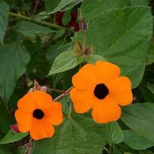 Image result for Thunbergia laborans