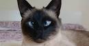 Siamese Kittens for Sale - Adoptapet