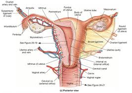 What happens during the menstrual cycle? Bbc Future The Case For Renaming Women S Body Parts Femuscleblog