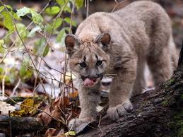 Maybe you would like to learn more about one of these? Puma Flinke Katze Aus Amerika Katzen Puma Tier Fotos