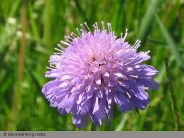 Image result for Dipsacaceae