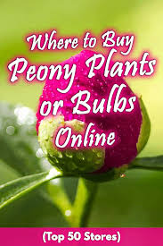 I could not stop staring at them!! Where To Buy Peony Plants Or Bulbs Online Top 50 Stores Garden Tabs