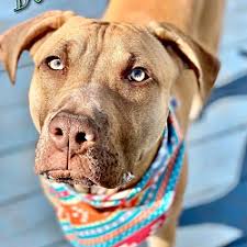 * labrador retrievers are registered in 3 colors, yellow, black and chocolate. Labrador Retriever Puppies For Sale In Toledo Ohio Adoptapet Com