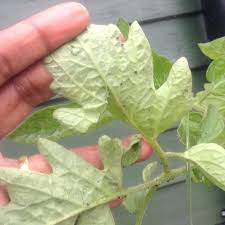 Image result for BLACKFLY ON TOMATO PLANTS