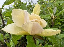 Image result for magnolie sunsation