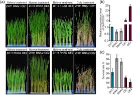 We did not find results for: Index Php Osmapk3 Phosphorylates Osbhlh002 Osice1 And Inhibits Its Ubiquitination To Activate Ostpp1 And Enhances Rice Chilling Tolerance Sciencedirect