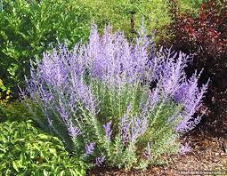 Perovskia, russian sage 'blue spire'. Perovskia Blue Spire Havlis Cz