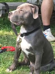 6 Month American Pitbull Terrier Black And White Our 4 Month Old American Bully Ben American Bully 4 Month Olds Bullying