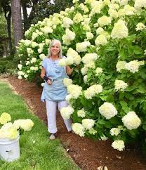 Image May Contain 1 Person Standing Flower Plant Outdoor And Nature Hydrangea Landscaping Limelight Hydrangea Hydrangea Garden