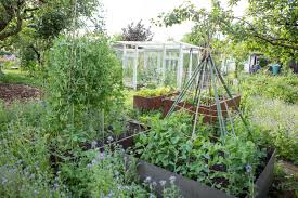 Zuckererbsen Anbauen Standort Sorten Ernte Verarbeitung Zuckererbsen Erbsen Anbauen Erbsen