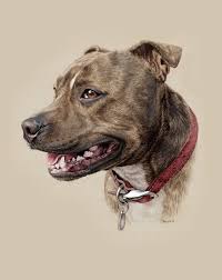 Pet Portraits By Steph Dix Bull Terrier Art Pet Portraits Dog Paintings