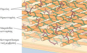 Κυτταρική Βιολογία