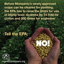 Image result for Dicamba nightmare kills everything