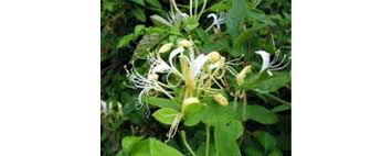 Image result for Lonicera confusa