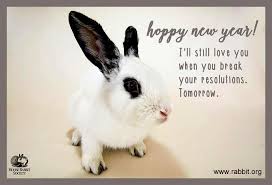 Rabbit Ramblings Funny Bunny Monday Meme Day Funny Bunnies Bunny Meme Bunny