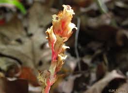 Image result for Monotropa  hypopitys