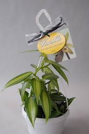 The freshest tasting vanilla comes from the vanilla bean produced by the vanilla orchid (vanilla plainifolia). Vanilla Planifolia Ampelpflanze Orchideen Wichmann De Highest Horticultural Quality And Experience Since 1897