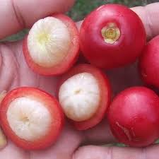 Image result for Garcinia buchneri