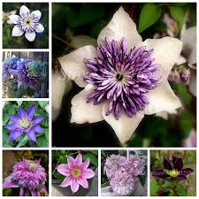 We did not find results for: Free Shipping 100pcs Clematis Bonsai Flower Outdoor Vines Potted Flore Climbing Clematis Plants For Home Garden Purify The Air Buy At The Price Of 0 21 In Aliexpress Com Imall Com