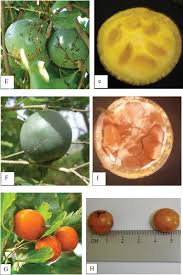 Image result for Strychnos innocua