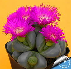 Soon the how to propagate cactus or how do i start new plants question gets asked. Big Sale 10pcs Lot Cactus Rebutia Variety Flowering Color Cacti Rare Cactus Seed Office Min Etli Yaprakli Bitki Bahcesi Saksida Cicekler Etli Yaprakli Bitkiler