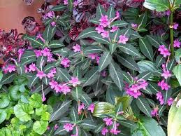 Image result for Ruellia makoyana