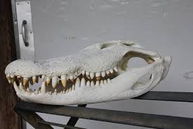 Bird Cleaning Crocodile Teeth Youtube Cordray S Alligator European Skull Mount By Cordray S Taxidermy Skull Taxidermy Alligator