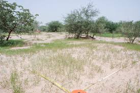 Image result for Zornia glochidiata