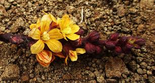 Image result for Alectra orobanchoides