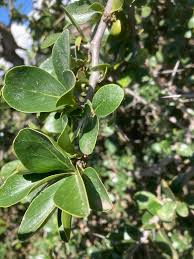 Image result for Triaspis macropteron