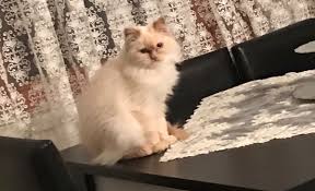 Kedi Cisi Kokusuna Kesin Cozum Kaplan Temizlik Hizmetleri